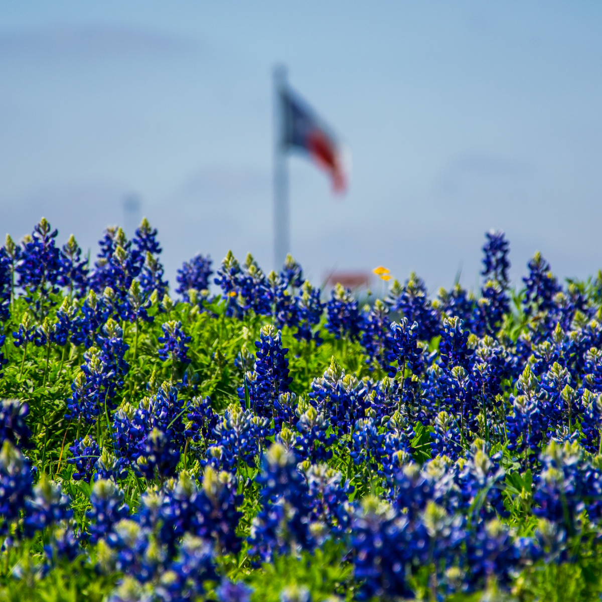 Texas bluebonnets in bloom across the Hill Country