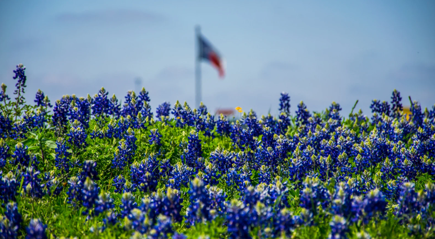 Bluebonnets in bloom with a Texas flag in the background